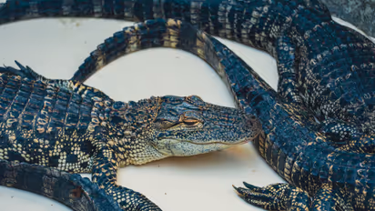 crocodile enclosure
