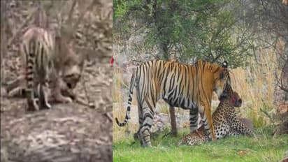 बाघ ने किया शिकार