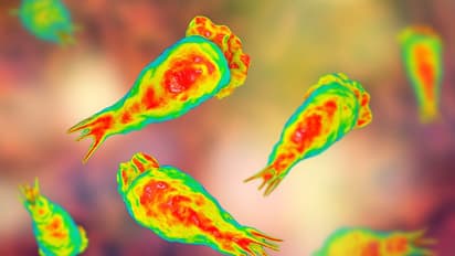 amoebic meningoencephalitis