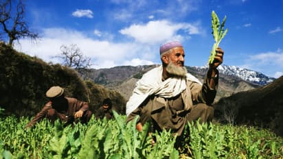 Poppy field in Pakistan