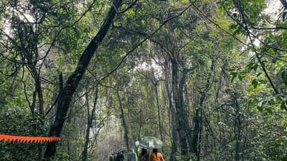 Goa forest