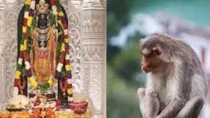 monkey in ram mandir