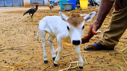 punganur cow 