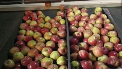 Apples from Himachal