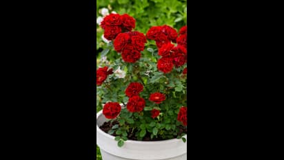 rose plant how to grow faster 5 Easy Gardening Tips