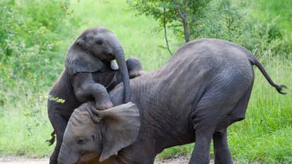 Elephant