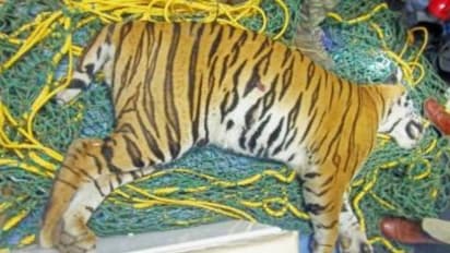 Tiger Tiger