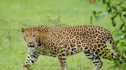 leopard