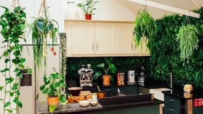 Plants In Kitchen