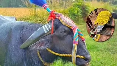 Kantara Movie Fame buffalo