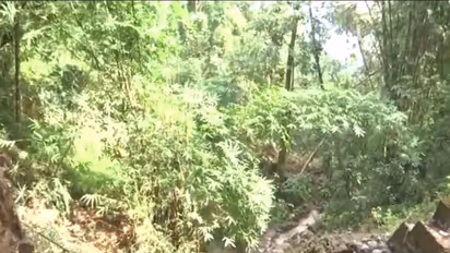 Landslides and Rain Cripple Darjeeling Tea Production