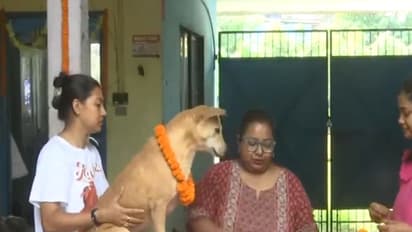 Siliguri Animal Group Honors Stray Dogs with Kukur Tihar Festival