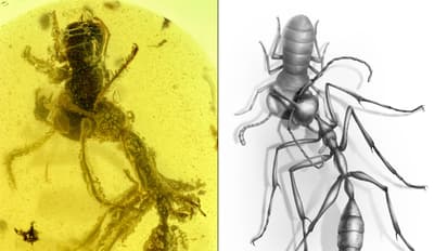 Fossil proves hell ants’ unique jaw design was unlike any species alive today