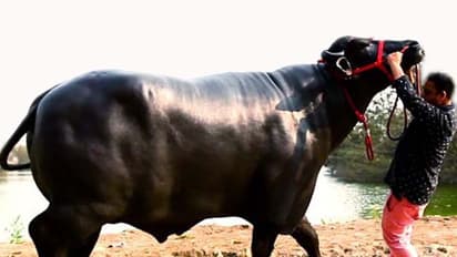 buffalo Kishan of Bheem worth many crores in Nagaur Ramdev Cattle Fair Rajasthan