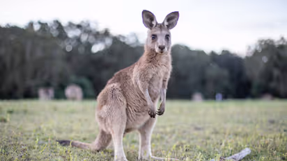 kangaroo