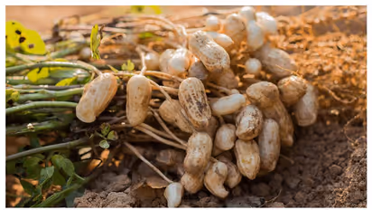 Young Karnataka farmer expects ₹10 lakh from his 10-acre groundnut crop