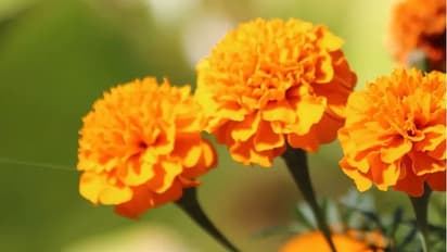 marigold