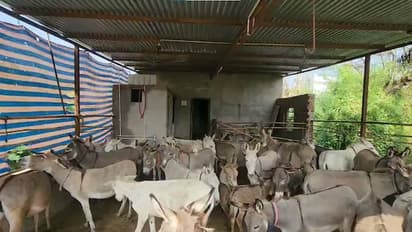 gujarat man is earning lakhs of rupees by selling donkey milk online know about donkey farm bsm