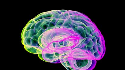 Scientists find brain works best with seven senses