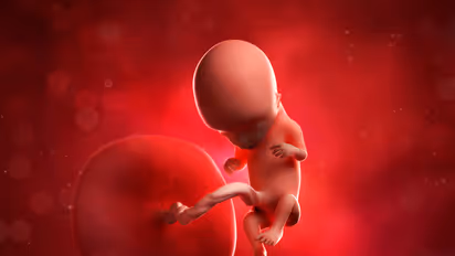 Placenta