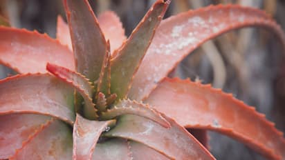 Red Aloe vera