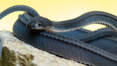 Dragon Snake