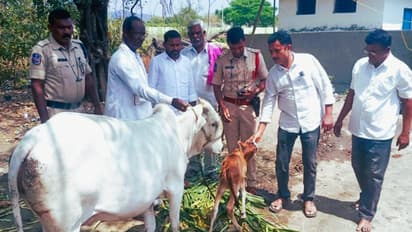 Telangana Minister Sends Cow as Gift