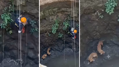 Bright Side Stories Maharashtra Dog Rescue Viral Video Team Travels 90 Km To Save 2 Dogs From Deep Well