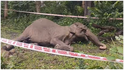 Wild Elephant Lakshmi Death