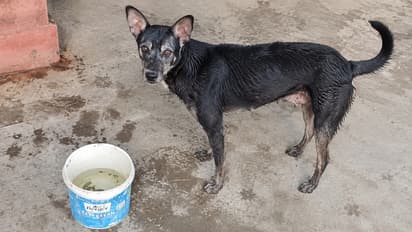 dog save owner