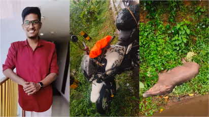 wild boar death kollam