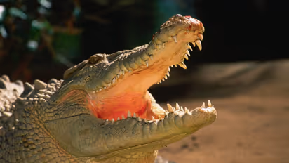 crocodile / Representative image