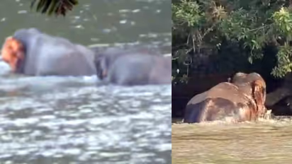 wild elephant attack