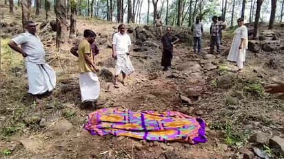 wild elephant attack