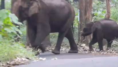 wild elephant attack