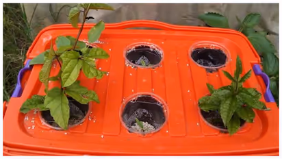 Wick System agriculture