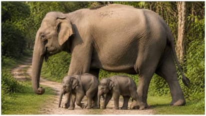 twin elephant calves