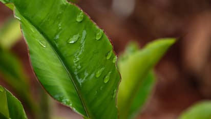 kerala rain
