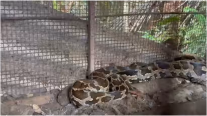 python