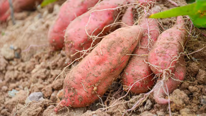 sweet potato