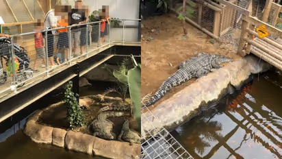 crocodile pit zoo