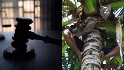 court coconut tree