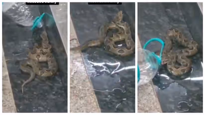 Russell’s Viper Snake