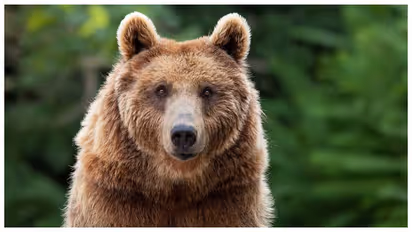 Bear