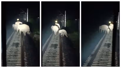 Rajdhani Express Loco Pilots Avert Elephant Collision