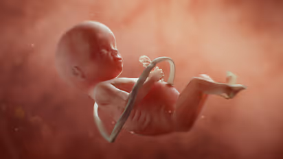 placenta