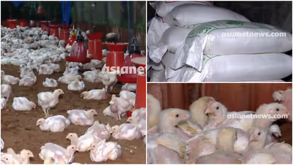 Poultry Feed Price Hike