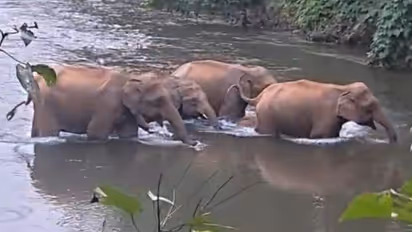 Wild Elephants in Palappilly