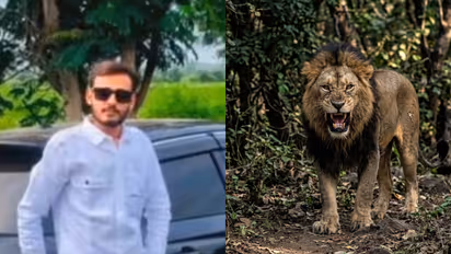 gujarat amreli lion attack