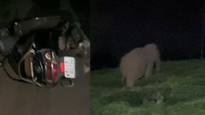 Wayanad Wild Elephant Attack